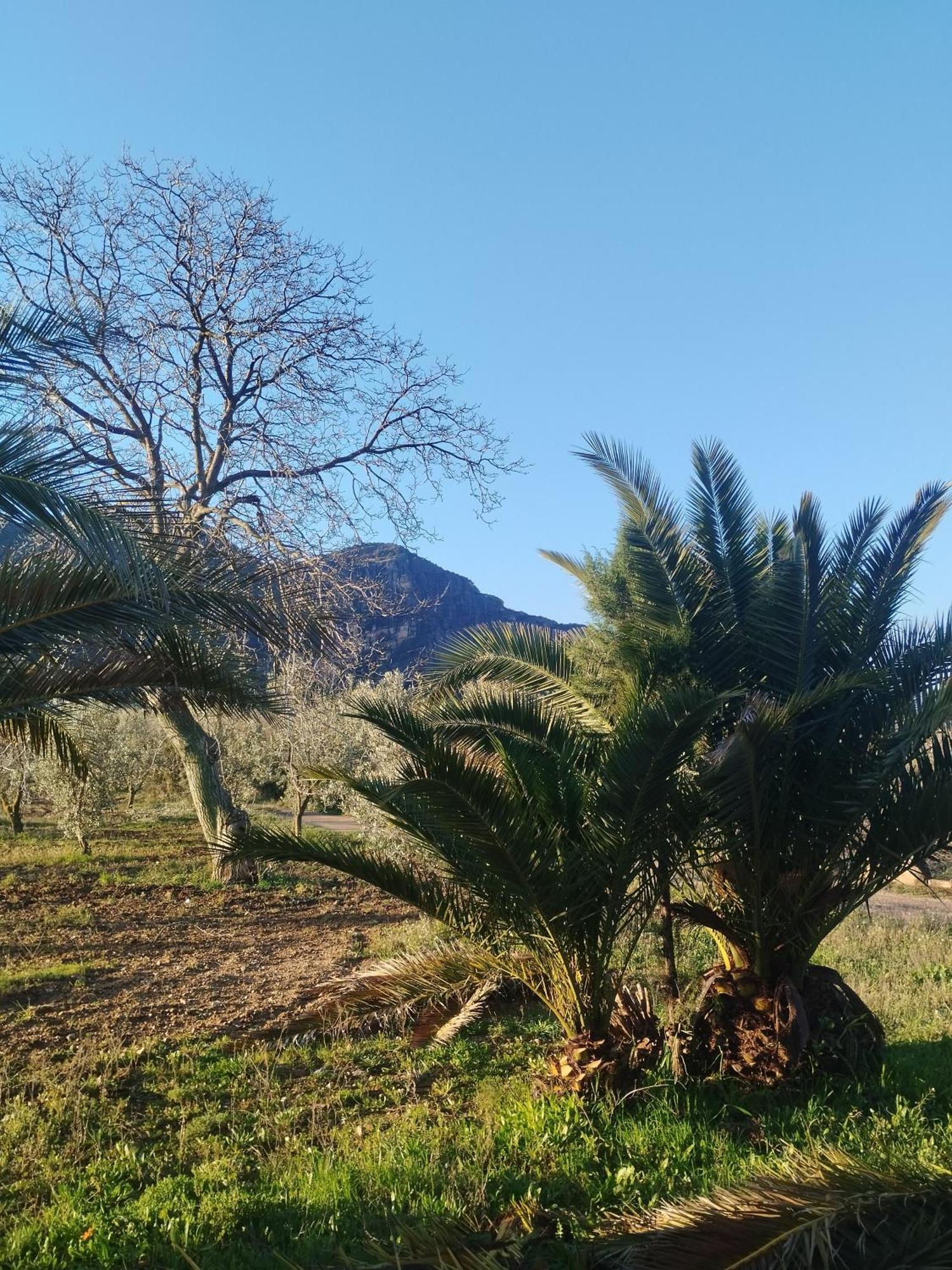 Mas De Manresa Daire Horta de Sant Joan Dış mekan fotoğraf